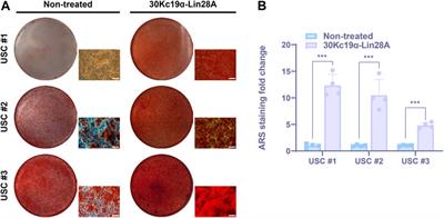 Enhanced osteogenesis of human urine-derived stem cells by direct delivery of 30Kc19α–Lin28A protein